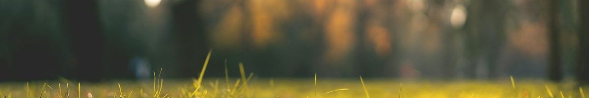 fototrappola collegata al cellulare