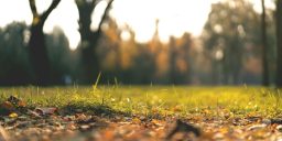 fototrappola collegata al cellulare