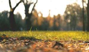 fototrappola collegata al cellulare